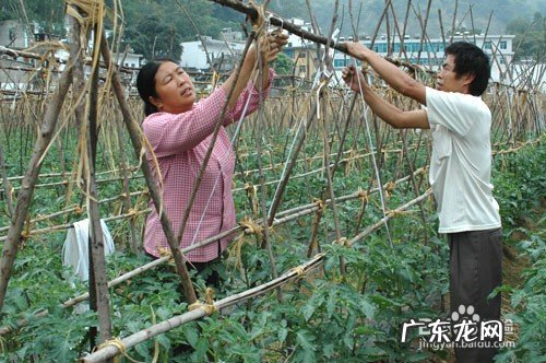 种植西红柿搭架子，详细教程
