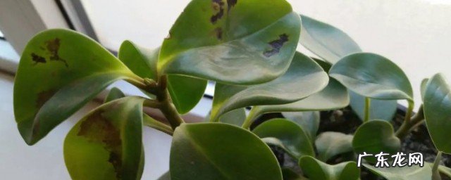 叶子变黑是什么回事