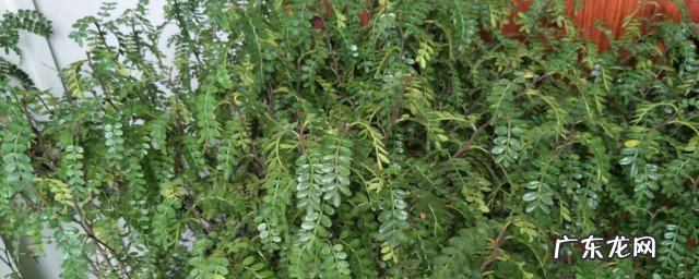 清香木黄叶子如何处理