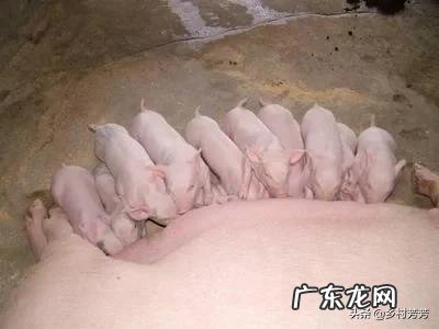 母猪产后食欲不振吃什么药好得快