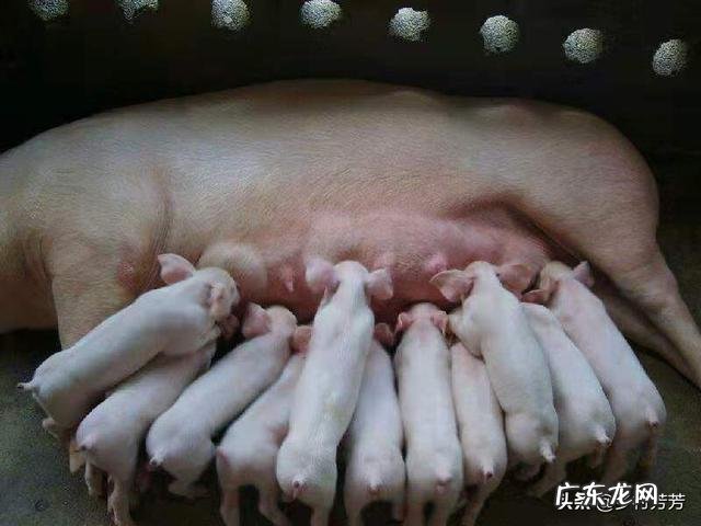 母猪产后食欲不振吃什么药好得快