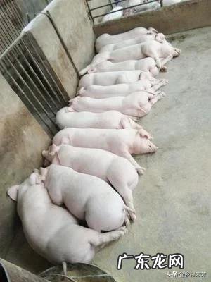 母猪产后食欲不振吃什么药好得快