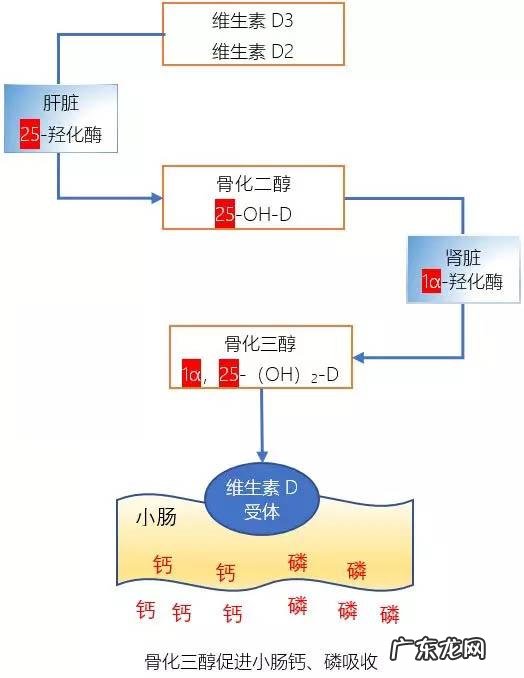 维生素d怎样才能正确的获得