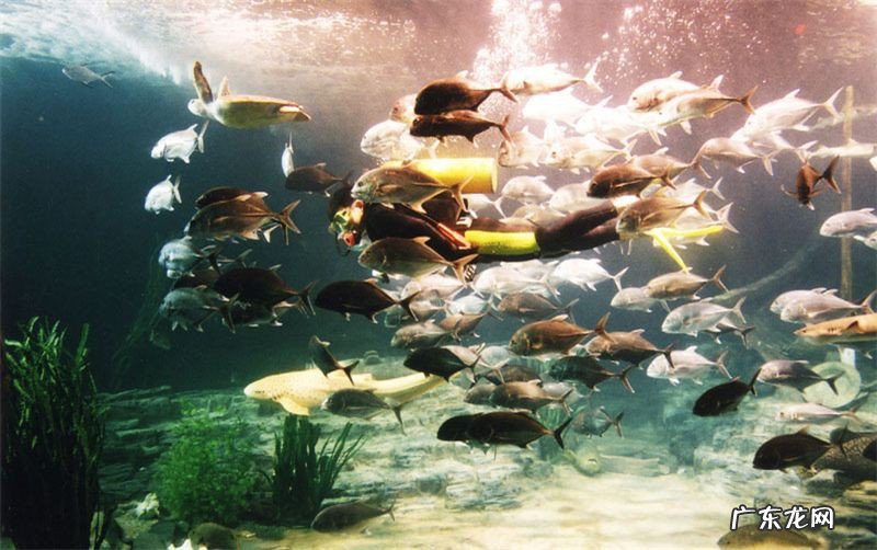 湖北省旅游景区免费开放怎么预约