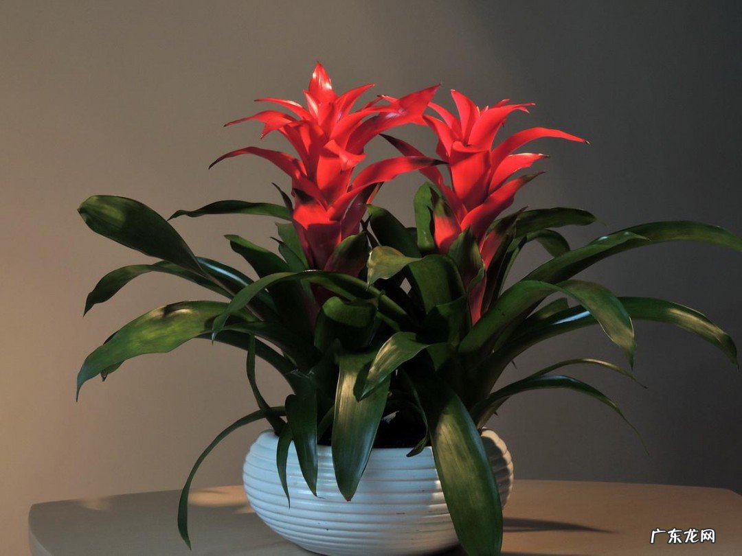 红运当头花怎么养才红