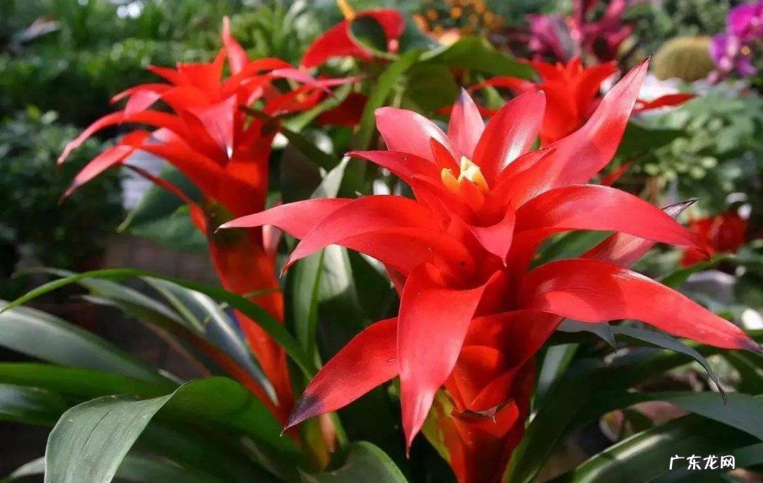 6种能开运旺财的花草