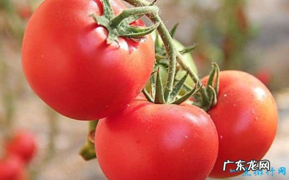 抗衰老的十大食物 比养颜针还管用