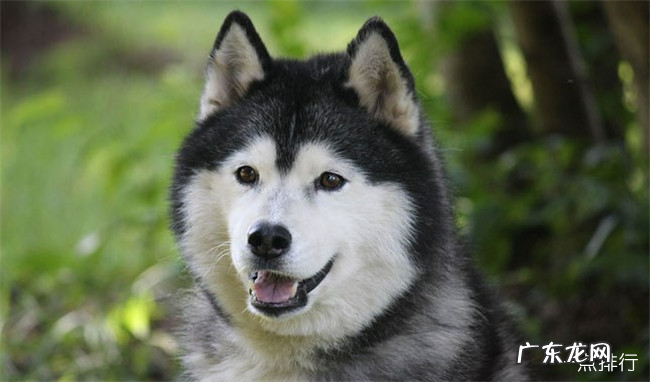 世界十大最漂亮的狗狗 二哈居然排名第一