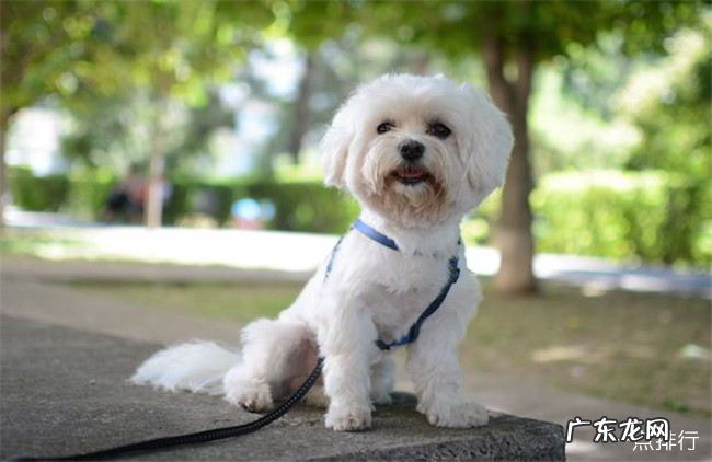 世界十大最漂亮的狗狗 二哈居然排名第一