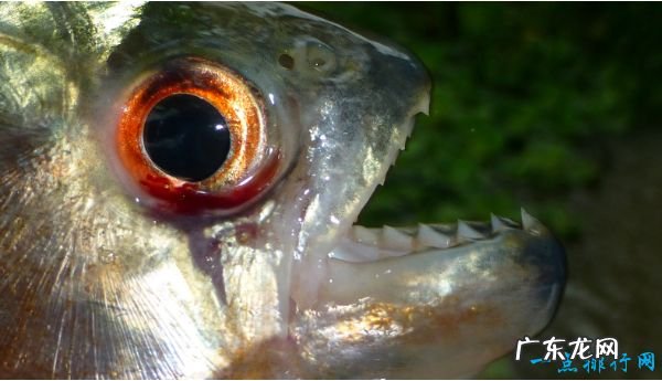 世界上最恐怖的十大食肉动物 第一名竟然是它!