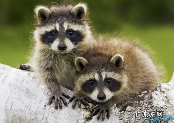 世界上最恐怖的十大食肉动物 第一名竟然是它!