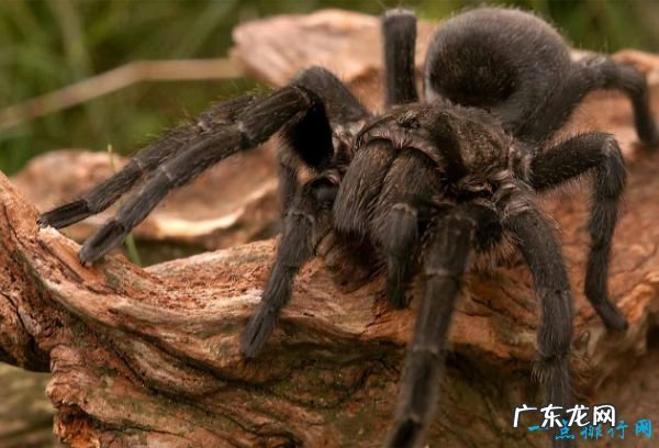 世界上最恐怖的十大食肉动物 第一名竟然是它!