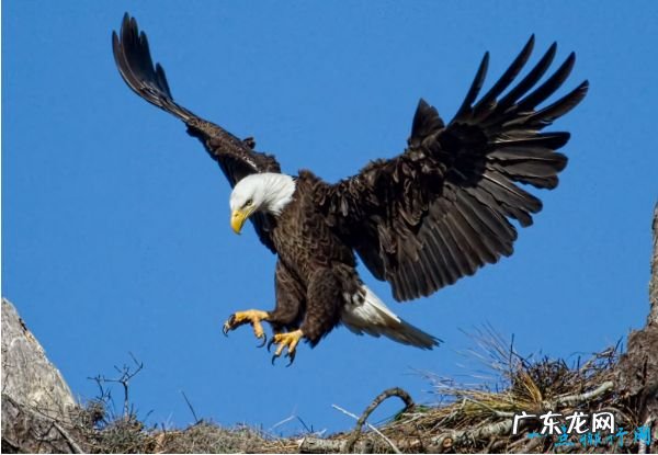 世界上最恐怖的十大食肉动物 第一名竟然是它!