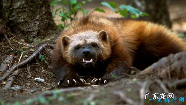 世界上最恐怖的十大食肉动物 第一名竟然是它!