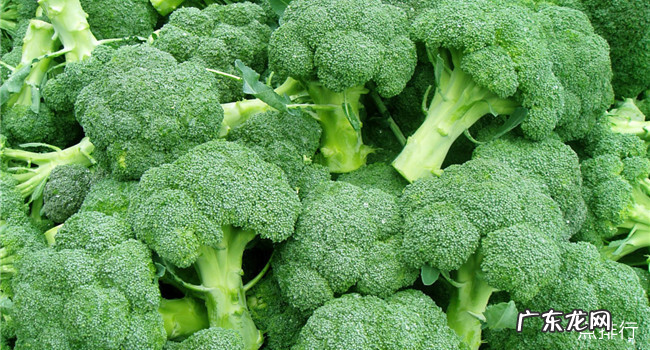 十大健康蔬菜排行 世界十大健康蔬菜