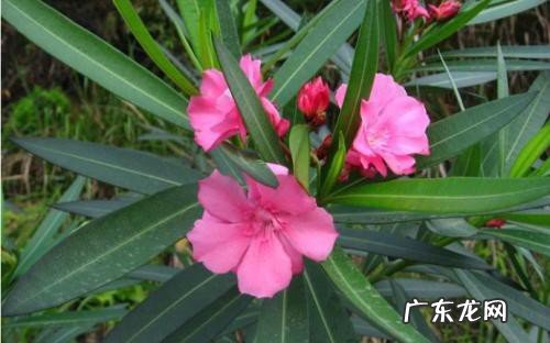 瑞香的花语和寓意