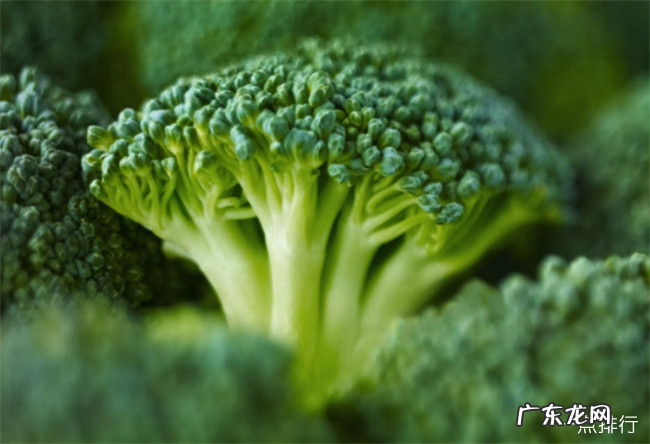 维生素a的食物排行榜 维生素a含量高的食物有哪些