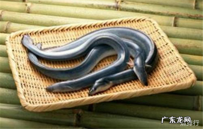 市场常见的海鱼有哪些 十种最美味海鱼排行榜