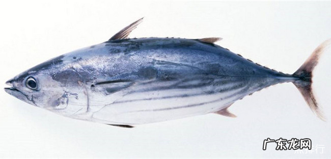 市场常见的海鱼有哪些 十种最美味海鱼排行榜