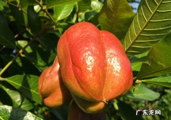 世界上最好吃的十种水果 很多人都没见过这些水果