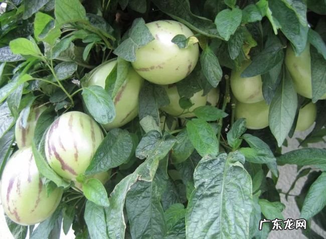 世界上最好吃的十种水果 很多人都没见过这些水果