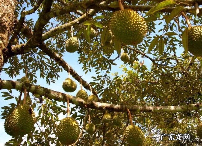 世界上最好吃的十种水果 很多人都没见过这些水果