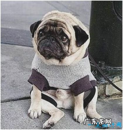 世界上最忧伤的狗,表情好让人心疼