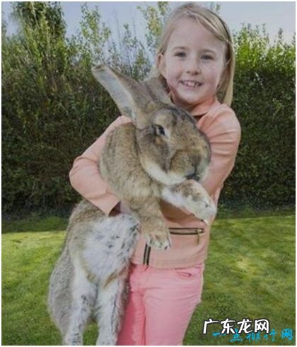 世界上最大的兔子,体长1.22米,每年食物开支达2.5万元
