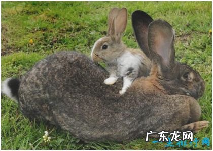 世界上最大的兔子,体长1.22米,每年食物开支达2.5万元