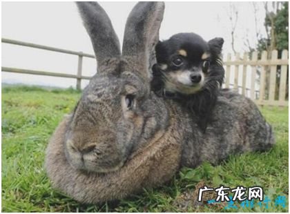 世界上最大的兔子,体长1.22米,每年食物开支达2.5万元