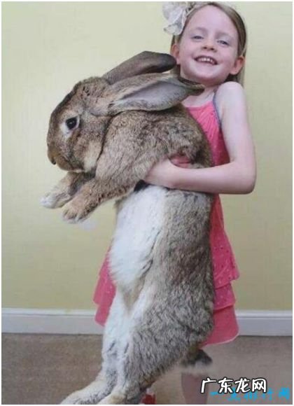世界上最大的兔子,体长1.22米,每年食物开支达2.5万元