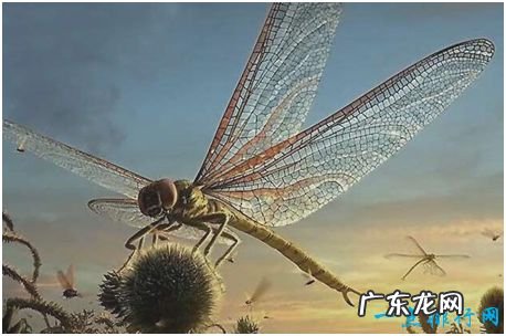 史上最大的昆虫,巨脉蜻蜓体长可达2.4米左右