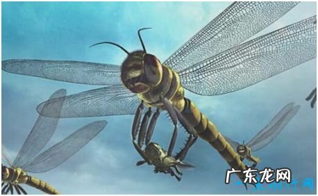 史上最大的昆虫,巨脉蜻蜓体长可达2.4米左右