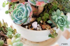 三年级植物观察记录表怎么做