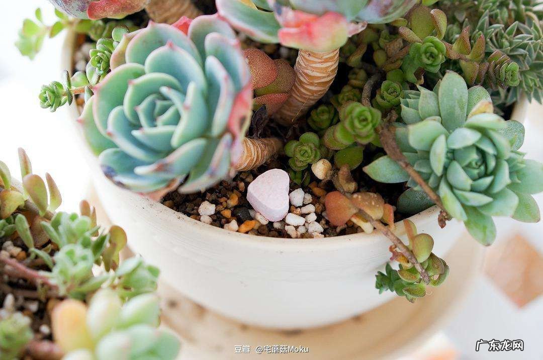 三年级植物观察记录表怎么做