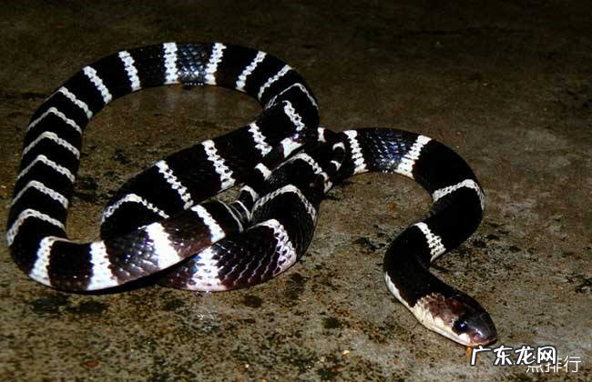中国十大毒蛇排名 眼镜王蛇仅排第二