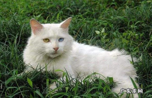 现在的家养猫一辈子不出门对他们来说真的好吗