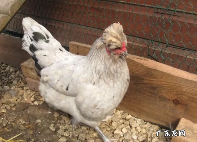 世界十大最佳鸡品种 肉质鲜美品种优良