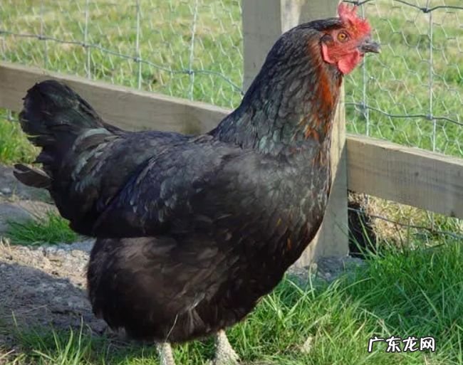 世界十大最佳鸡品种 肉质鲜美品种优良