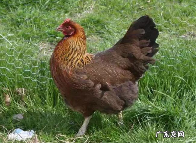 世界十大最佳鸡品种 肉质鲜美品种优良