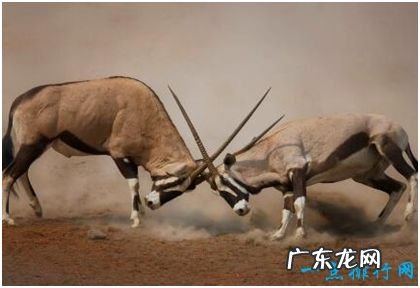 世界上最大的羚羊,非洲大羚羊身长3余米,体重可达1吨