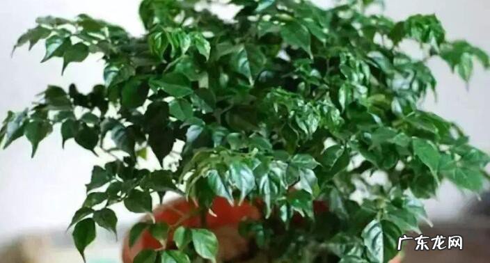 自带财气的六种花