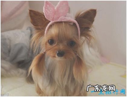 世界上最漂亮的狗,约克夏梗犬毛发细长柔滑,宛若娇俏少女