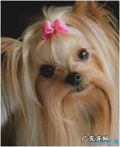 世界上最漂亮的狗,约克夏梗犬毛发细长柔滑,宛若娇俏少女