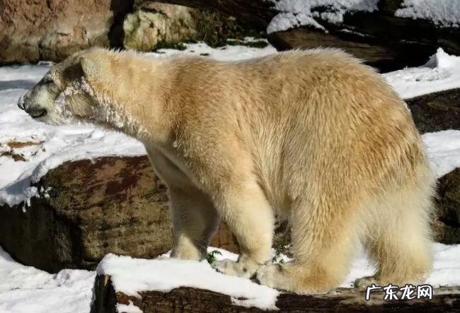 生活在北极的十种动物 北极燕鸥每年要飞行4万多公里!