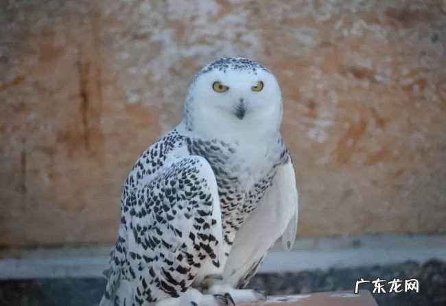 生活在北极的十种动物 北极燕鸥每年要飞行4万多公里!