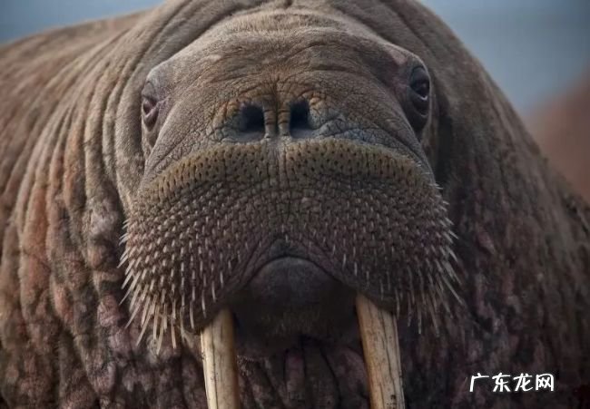 生活在北极的十种动物 北极燕鸥每年要飞行4万多公里!