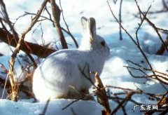 生活在北极的十种动物 北极燕鸥每年要飞行4万多公里！
