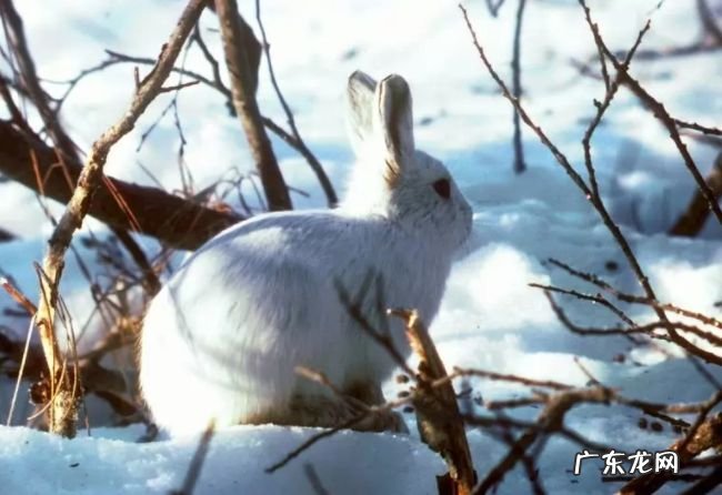 生活在北极的十种动物 北极燕鸥每年要飞行4万多公里!