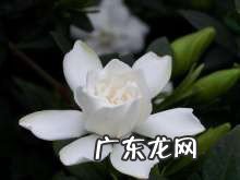 栀子花什么时候开